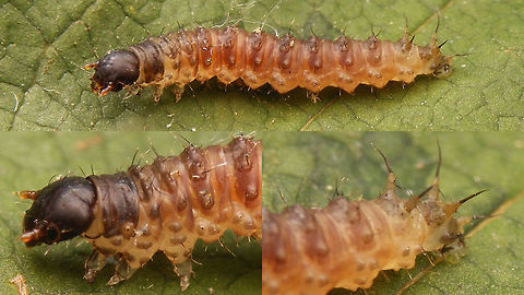 Panorpa sp. - Larva Larva of some Scorpionfly (Panorpa sp.)  Geotagged,Jane's garden,Mecoptera,Netherlands,Panorpa,Panorpa development,Panorpidae,Scorpion Fly,Scorpionfly,larva