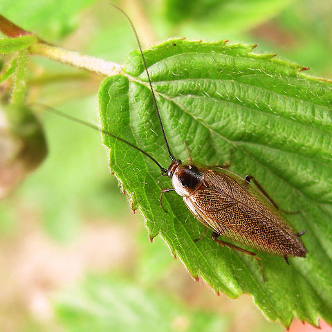 Ectobius lapponicus Male Adult male Ectobius lapponicus Kabeljauw, NL (2009-05-25) Blattodea,Cockroach,Dusky cockroach,Ectobiidae,Ectobius,Ectobius lapponicus