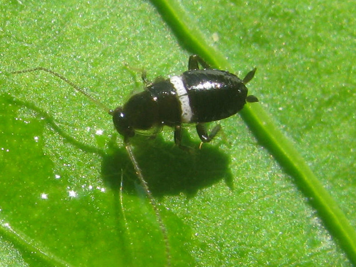 Planuncus tingitanus s.l. - early instar nymph Early instar nymph of Planuncus tingitanus s.l., Ballans, Charente-Maritime, France, 2012-06-17<br />
Image was used in :<br />
Bohn et al. (2013) Another species of European Ectobiinae travelling north &ndash; the new genus Planuncus and its <br />
relatives (Insecta: Blattodea: Ectobiinae).<br />
<a href="https://web.archive.org/web/20160303233259/http://www.senckenberg.de/files/nwr/bohn_et_al_2013_arthrsystphylog_71_3_p139-168.pdf" rel="nofollow">https://web.archive.org/web/20160303233259/http://www.senckenberg.de/files/nwr/bohn_et_al_2013_arthrsystphylog_71_3_p139-168.pdf</a><br />
 Blattodea,Cockroach,Ectobiidae,Ectobius,Ectobius vinzi,Nymph,Planuncus,Planuncus tingitanus s.l.