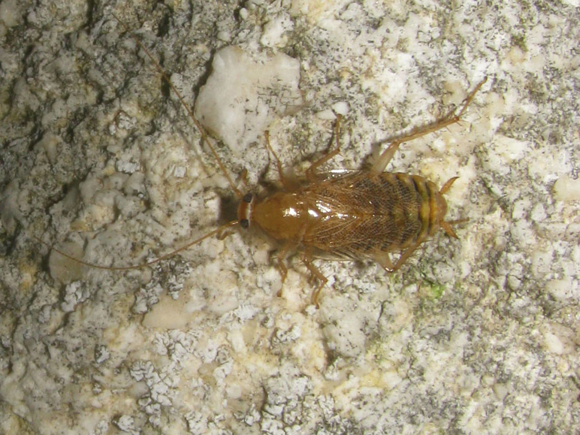Planuncus tingitanus s.l. - Female Adult female Planuncus tingitanus sl, Ballans, France 2009-11-13 Blattodea,Cockroach,Ectobiidae,Ectobius,Ectobius vinzi,Planuncus,Planuncus tingitanus s.l.