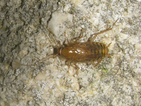 Planuncus tingitanus s.l. - Female Adult female Planuncus tingitanus sl, Ballans, France 2009-11-13 Blattodea,Cockroach,Ectobiidae,Ectobius,Ectobius vinzi,Planuncus,Planuncus tingitanus s.l.