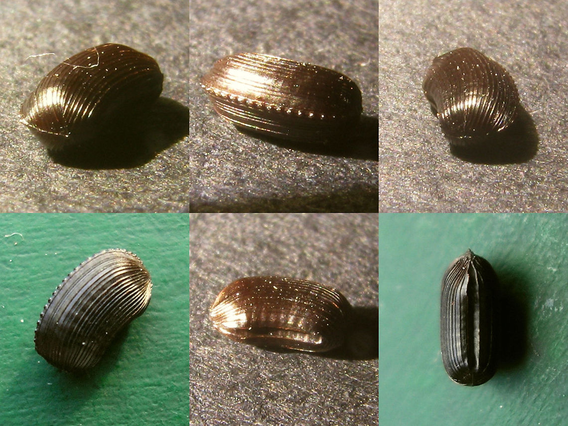 Planuncus tingitanus sl - Ootheca Ootheca dropped by a (female) Planuncus tingitanus sl found in Mannheim, 2009 Blattodea,Cockroach,Ectobiidae,Ectobius,Ectobius vinzi,Ootheca,Planuncus,Planuncus tingitanus s.l.