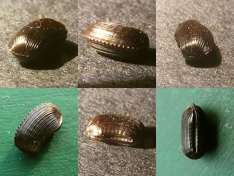 Planuncus tingitanus sl - Ootheca Ootheca dropped by a (female) Planuncus tingitanus sl found in Mannheim, 2009 Blattodea,Cockroach,Ectobiidae,Ectobius,Ectobius vinzi,Ootheca,Planuncus,Planuncus tingitanus s.l.