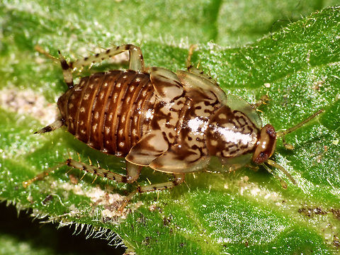 Cariblatta sp. - nymph Nymph taken from Phalaenopsis bought in a supermarket in Haarlem, Netherlands, october 2014, resulting in an imago of a Cariblatta sp.
https://www.jungledragon.com/image/60134/cariblatta_20141120_imago_535.html Blattodea,Cariblatta,Cockroach,Ectobiidae,Nymph