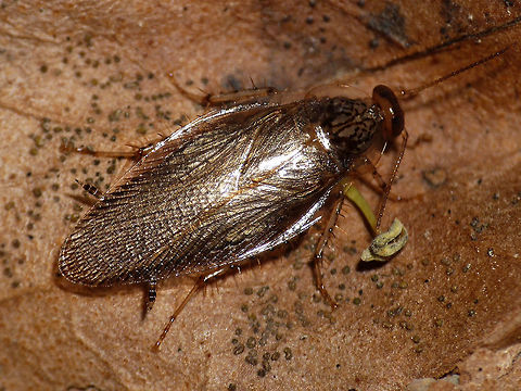 Cariblatta sp. - imago Imago of Cariblatta sp. resulting from a nymph taken from Phalaenopsis bought in a supermarket in Haarlem, Netherlands, october 2014
https://www.jungledragon.com/image/60133/cariblatta_20141111_nymph_469.html Blattodea,Cariblatta,Cockroach,Ectobiidae