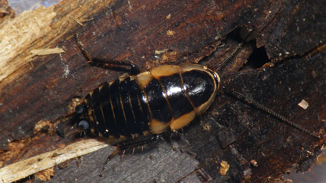 Ectobius sylvestris - late instar female nymph Late instar nymph of Ectobius sylvestris, that would moult into a female of forma discrepans Blattodea,Cockroach,Ectobiidae,Ectobius,Ectobius sylvestris,Nymph