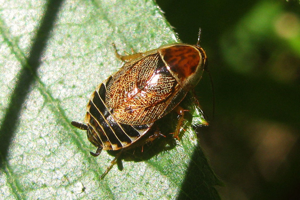 Ectobius sylvestris - Female discrepans Adult female Ectobius sylvestris with a light pronotum (forma &quot;discrepans&quot;) Blattodea,Cockroach,Ectobiidae,Ectobius,Ectobius sylvestris