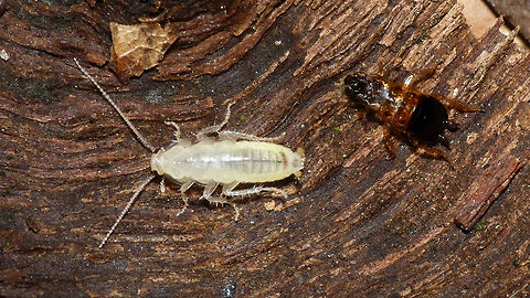 Ectobius sylvestris - Moulted Freshly moulted Ectobius sylvestris nymph with old skin - NP- Veluwezoom, NL 2013-09-19 Blattodea,Cockroach,Ectobiidae,Ectobius,Ectobius sylvestris,Moulted,Nymph