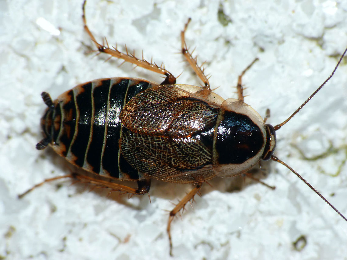Ectobius sylvestris - Female Adult female Ectobius sylvestris Blattodea,Cockroach,Ectobiidae,Ectobius,Ectobius sylvestris