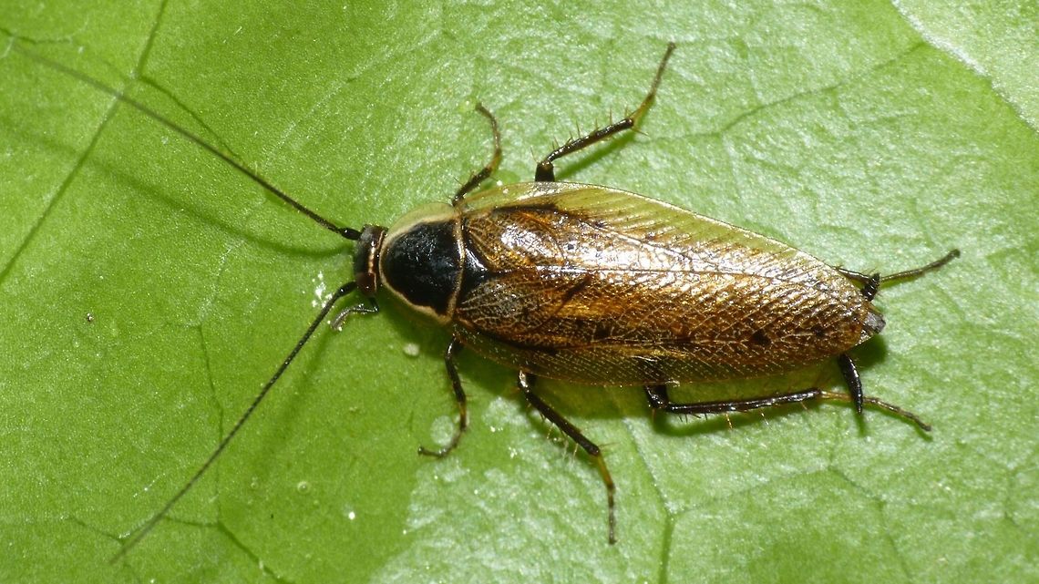 Ectobius sylvestris - Male Adult male Ectobius sylvestris Blattodea,Cockroach,Ectobiidae,Ectobius,Ectobius sylvestris
