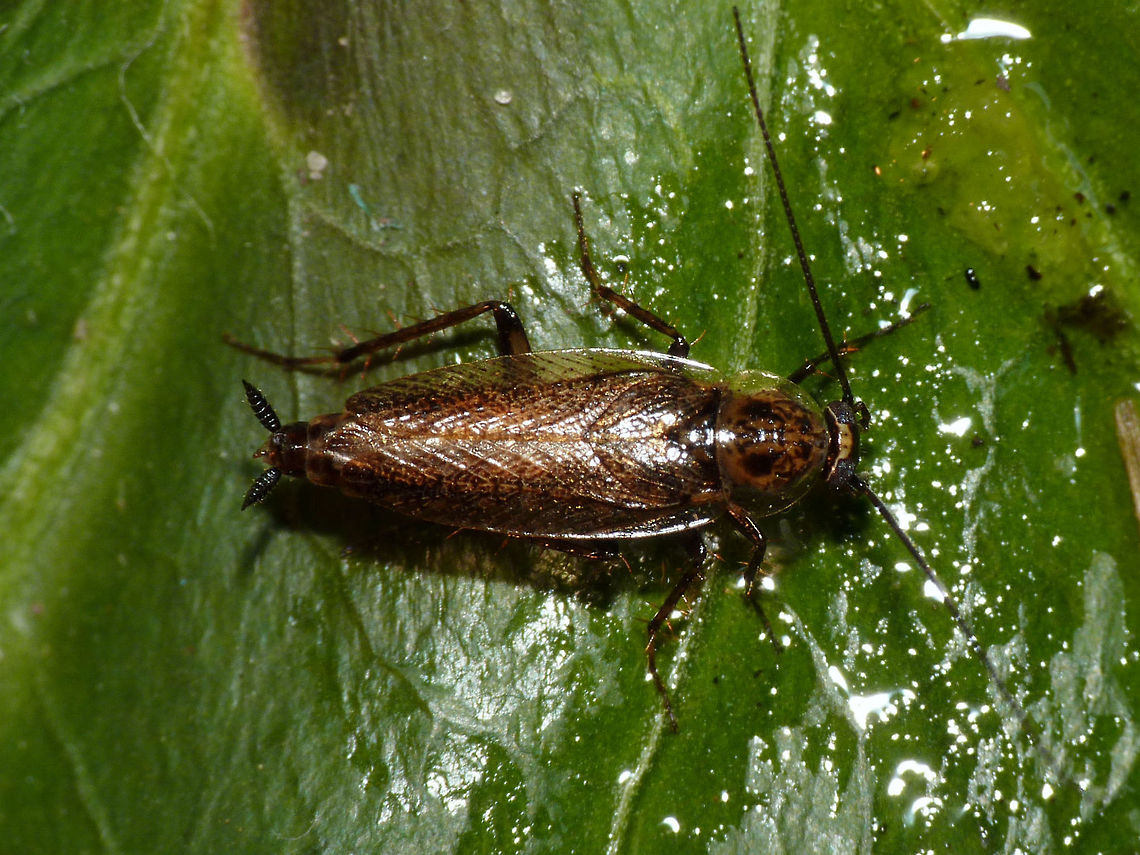 Capraiellus panzeri - Male Adult male Capraiellus panzeri Blattodea,Capraiellus,Capraiellus panzeri,Cockroach,Ectobiidae,Ectobius panzeri,Lesser Cockroach