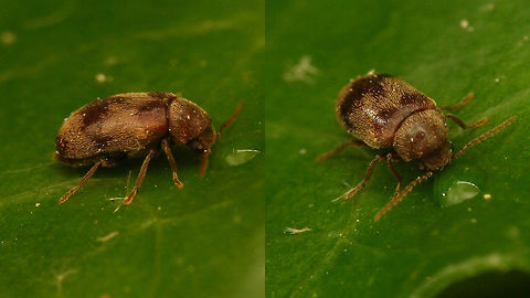 Ochina ptinoides  Anobiidae,Coleoptera,Ochina,Ochina ptinoides,nl: Klimopkever