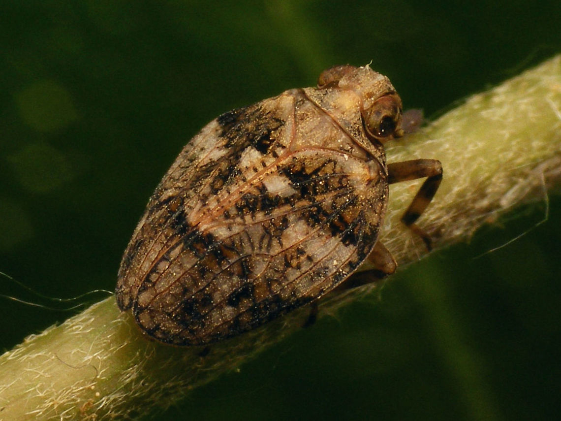 Issus muscaeformis - Female Female Issus muscaeformis, a very rare species in the Netherlands, but kindly sent to me by Ingrid Altmann from Germany Auchenorrhyncha,Hemiptera,Issidae,Issus,Issus muscaeformis