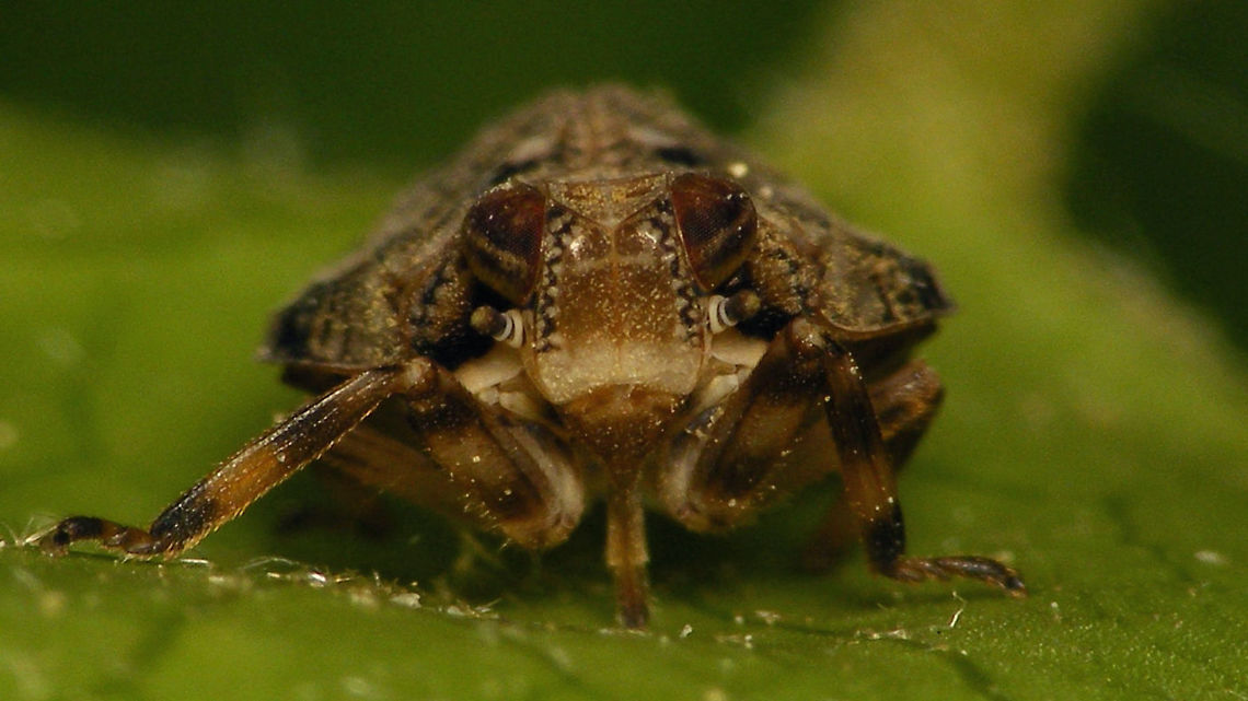 Issus muscaeformis - frontal The pattern on the &quot;face&quot; is one of the key characters in separating this species from the common Issus coleoptratus  Auchenorrhyncha,Hemiptera,Issidae,Issus,Issus muscaeformis