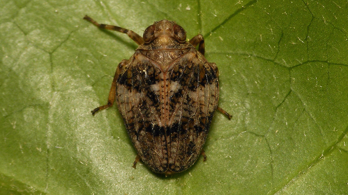 Issus muscaeformis - dorsal Dorsal view of female Issus muscaeformis Auchenorrhyncha,Hemiptera,Issidae,Issus,Issus muscaeformis