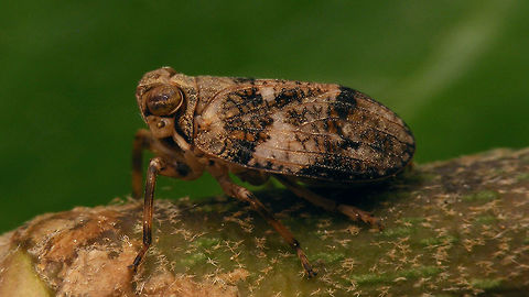 Issus muscaeformis - lateral Lateral view of a female Issus muscaeformis Auchenorrhyncha,Hemiptera,Issidae,Issus,Issus muscaeformis
