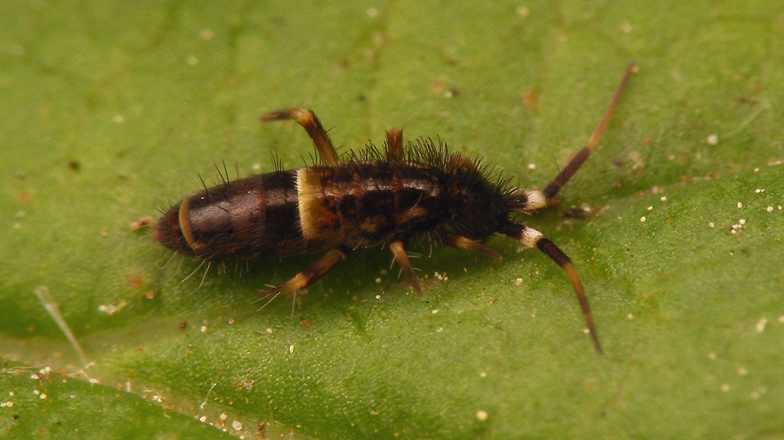 Orchesella cincta - Adult  Collembola,Entomobryidae,Entomobryomorpha,Orchesella,Orchesella cincta,Springtail