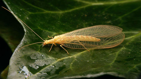 Chrysoperla carnea s.l. - Winter colours  Chrysoperla,Chrysoperla carnea,Chrysopidae,Common green lacewing,Neuroptera,nl: Goudoogje