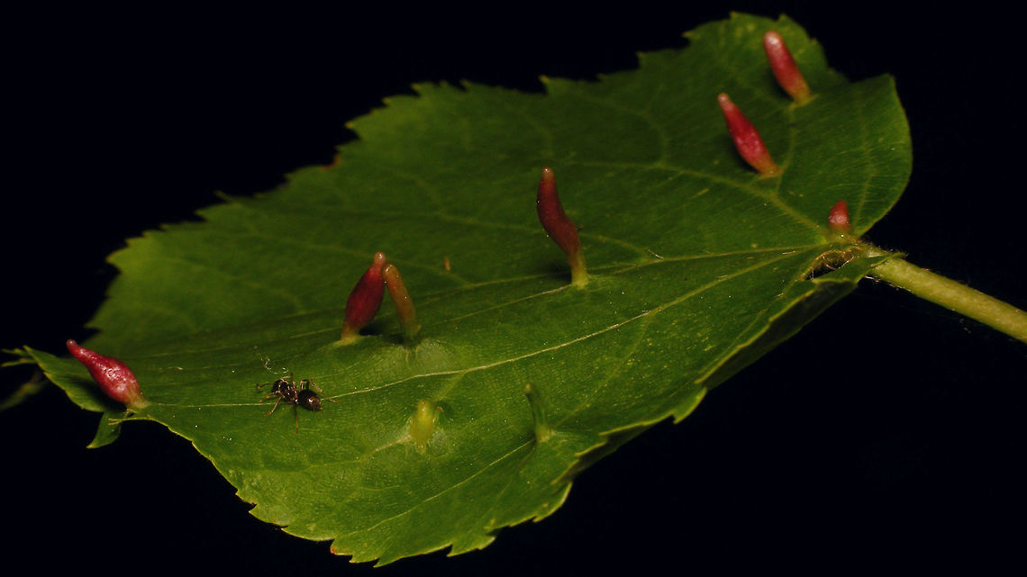 Eriophyes tiliae  Eriophyes,Eriophyes tiliae,Eriophyidae,Gall,Gall mite,Tilia,gall-former