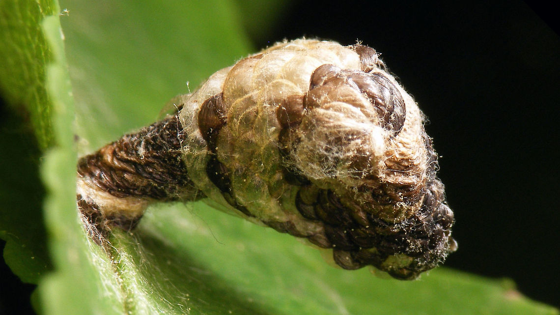 Coleophora kuehnella  Coleophora,Coleophora kuehnella,Coleophoridae,Lepidoptera,Pistol case,larva
