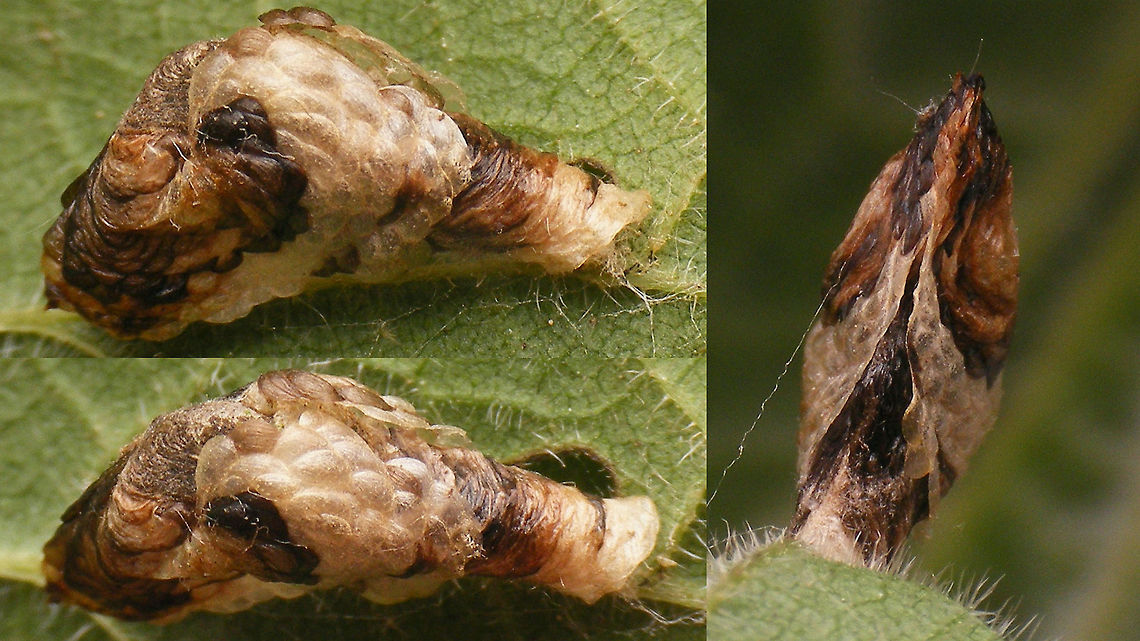 Coleophora kuehnella collage  Coleophora,Coleophora kuehnella,Coleophoridae,Lepidoptera,Pistol case,larva