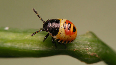 Eurydema oleracea L1 First stadium nymph Eurydema,Eurydema oleracea,Hemiptera,Heteroptera,Jane's garden,Nymph,Pentatomidae,Strachiini,nl: Koolschidwants