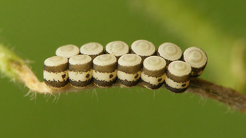 Eurydema oleracea ovae Batch of eggs Eggs,Eurydema,Eurydema oleracea,Hemiptera,Heteroptera,Jane's garden,Ovae,Pentatomidae,Strachiini,nl: Koolschidwants
