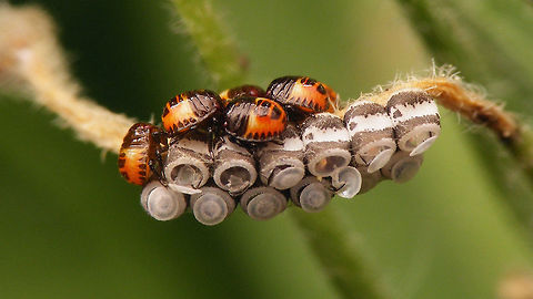 Eurydema oleracea hatched Fairly freshly hatched (a few hours) Eggs,Eurydema,Eurydema oleracea,Hatching,Hemiptera,Heteroptera,Jane's garden,Nymph,Ovae,Pentatomidae,Strachiini,nl: Koolschidwants