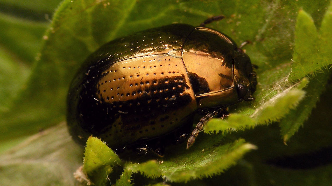 Chrysolina oricalcia  Chrysolina,Chrysolina oricalcia,Chrysomelidae,Chrysomelinae,Coleoptera,nl: Voorjaarsgoudhaan