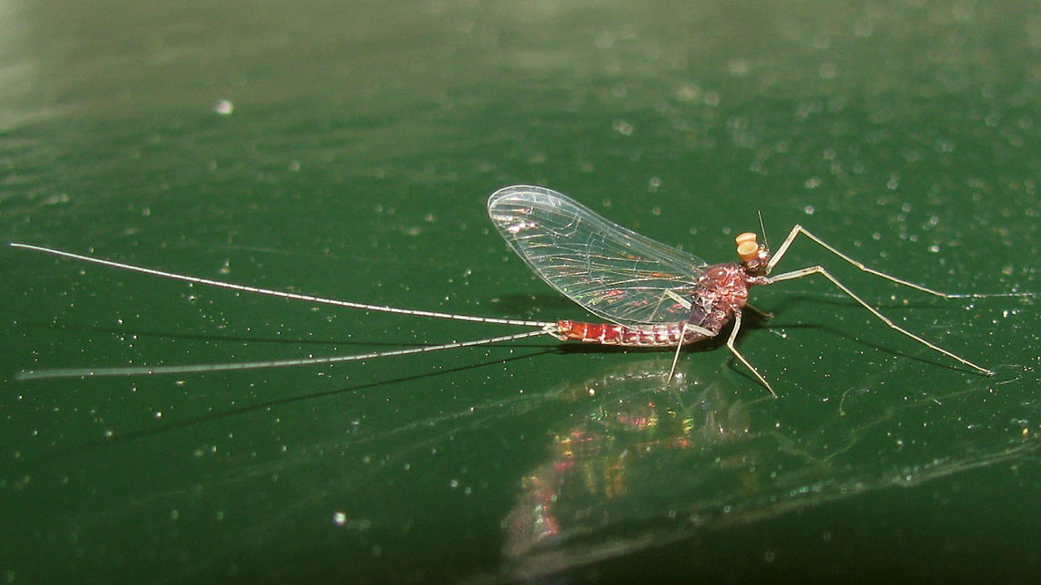 Cloeon dipterum - male Bad image of a male Cloen dipterum for discussion here:<br />
<figure class="photo"><a href="https://www.jungledragon.com/image/22552/cloeon_mayfly_on_my_window.html" title="Cloeon Mayfly on my window"><img src="https://s3.amazonaws.com/media.jungledragon.com/images/1332/22552_thumb.jpg?AWSAccessKeyId=05GMT0V3GWVNE7GGM1R2&Expires=1769040010&Signature=lFij7YrANFXzumZ0o6j9yVzldI4%3D" width="200" height="134" alt="Cloeon Mayfly on my window Cloeon Mayfly male - Cloeon dipterum Baetidae,Bulgaria,Cloeon,Cloeon simile,Geotagged,Mayfly,insect,nature" /></a></figure><br />
<br />
Note: The animal in this image seems to match the diagnosis for Cloeon inscriptum quite nicely. Fauna Europaea handles this as a good species, whereas the Dutch biodiversity platform will have it synonymized with Cloeon dipterum. I'm currently trying to find out what the latest published scrutiny on the matter was ... Baetidae,Cloeon,Cloeon dipterum,Cloeon inscriptum,Ephemeroptera,Geotagged,Netherlands