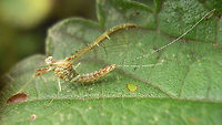 Cloeon dipterum - female Bad image of a female Cloen dipterum for discussion here:<br />
https://www.jungledragon.com/image/56282/cloeon_dipterum_-_common_wetland_mayfly.html Baetidae,Cloeon,Cloeon dipterum,Ephemeroptera,Geotagged,Netherlands