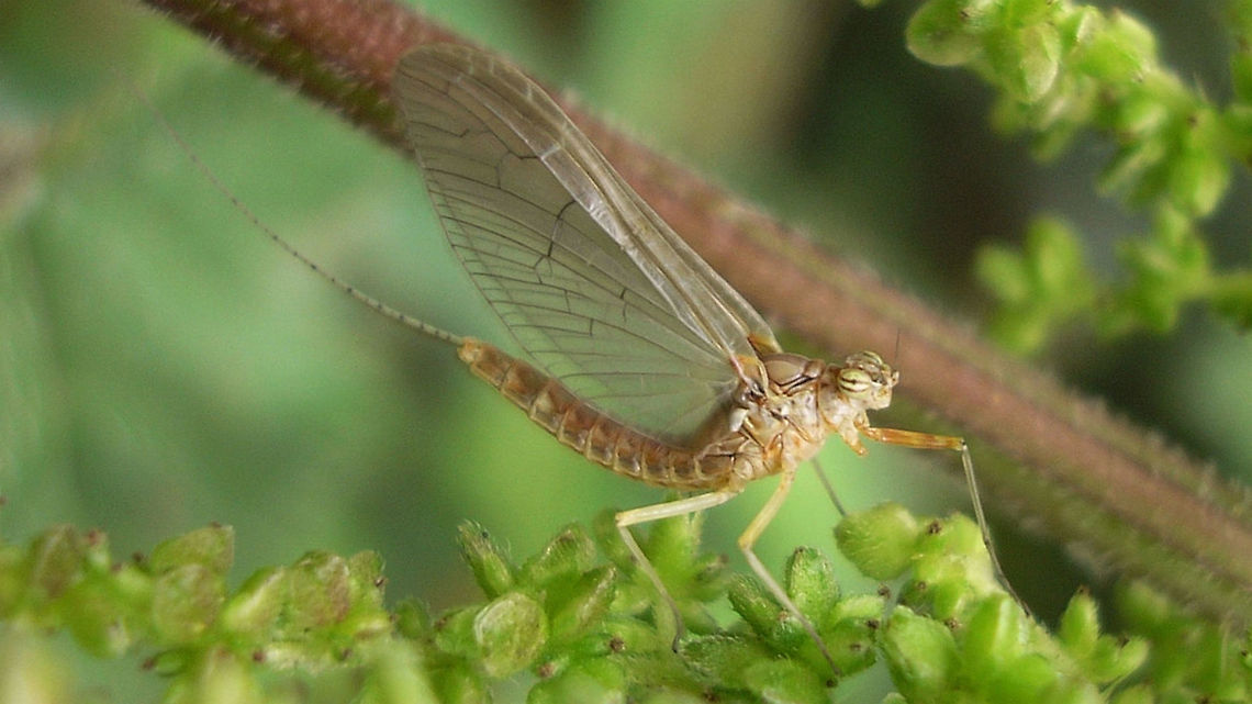 Cloeon dipterum - female subimago Bad image of a female Cloen dipterum (subimago) for discussion here:<br />
<figure class="photo"><a href="https://www.jungledragon.com/image/56282/cloeon_dipterum_-_common_wetland_mayfly.html" title="Cloeon dipterum - Common wetland mayfly"><img src="https://s3.amazonaws.com/media.jungledragon.com/images/1332/56282_thumb.jpg?AWSAccessKeyId=05GMT0V3GWVNE7GGM1R2&Expires=1759968010&Signature=zEiAjBiLhXGdAaEx6mbpavEzuhI%3D" width="102" height="152" alt="Cloeon dipterum - Common wetland mayfly Female subimago moulting to imago. I am glad I managed to phorograph this stage, as mayflies are the only insects where a winged form undergoes a further moult. The photos are taken in October in our apartment in Sofia, one evening using a flash. On the next photo the focus in on the exuviae.<br />
https://www.jungledragon.com/image/56283/cloeon_dipterum_subimago_exuviae_-_common_wetland_mayfly_.html Animal,Animalia,Arthropoda,Baetidae,Bulgaria,Cloeon,Cloeon simile,Dun,Ephemeroptera,Europe,Exuviae,Fall,Geotagged,Insect,Insecta,Nature,Sofia,Subimago,Wildlife" /></a></figure> Baetidae,Cloeon,Cloeon dipterum,Ephemeroptera,Geotagged,Netherlands,subimago