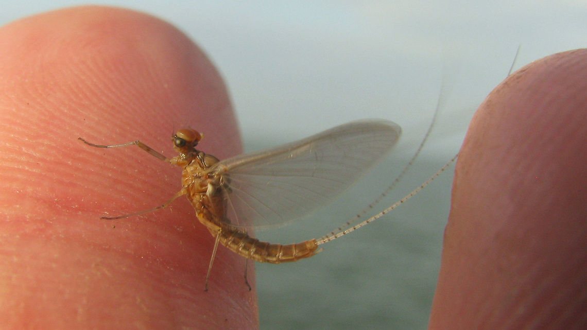 Cloeon simile - male Bad image of a male Cloeon simile for discussion here:<br />
<figure class="photo"><a href="https://www.jungledragon.com/image/22552/cloeon_mayfly_on_my_window.html" title="Cloeon Mayfly on my window"><img src="https://s3.amazonaws.com/media.jungledragon.com/images/1332/22552_thumb.jpg?AWSAccessKeyId=05GMT0V3GWVNE7GGM1R2&Expires=1769040010&Signature=lFij7YrANFXzumZ0o6j9yVzldI4%3D" width="200" height="134" alt="Cloeon Mayfly on my window Cloeon Mayfly male - Cloeon dipterum Baetidae,Bulgaria,Cloeon,Cloeon simile,Geotagged,Mayfly,insect,nature" /></a></figure> Baetidae,Cloeon,Cloeon simile,Ephemeroptera,Geotagged,Netherlands