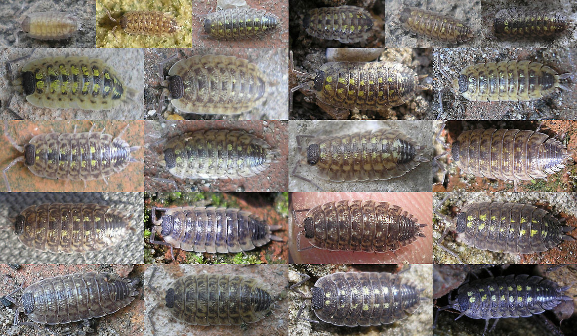 Porcellio spinicornis - variability A rather old collage showing some of the variability of woodlouse species Porcellio spinicornis.<br />
Was looking for this just now to link to it, but couldn&#039;t find it back online easily, so I figured I might as well store it here :o) Crustacea,Isopoda,Oniscidea,Porcellio,Porcellio spinicornis,Porcellionidae,Woodlouse,nl: Zwartkoppissebed