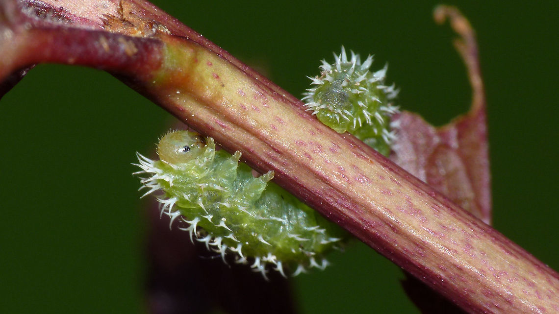 Pareophora pruni - climbing ID based on extensive analysis of spine morphology, larva was not successfully raised to imago<br />
Different view on same larva here:<br />
<figure class="photo"><a href="https://www.jungledragon.com/image/61250/pareophora_pruni_-_larva.html" title="Pareophora pruni - larva"><img src="https://s3.amazonaws.com/media.jungledragon.com/images/3043/61250_thumb.jpg?AWSAccessKeyId=05GMT0V3GWVNE7GGM1R2&Expires=1759968010&Signature=casQOIKUp548QkSdNF%2BLbTzevMY%3D" width="200" height="114" alt="Pareophora pruni - larva ID based on extensive analysis of spine morphology, larva was not successfully raised to imago<br />
Different view on same larva here:<br />
https://www.jungledragon.com/image/61249/pareophora_pruni_climbing.html Hymenoptera,Larvae,Pareophora,Pareophora pruni,Symphyta,Tenthredinidae,sawfly larvae" /></a></figure> Hymenoptera,Larvae,Pareophora,Pareophora pruni,Symphyta,Tenthredinidae,sawfly larvae