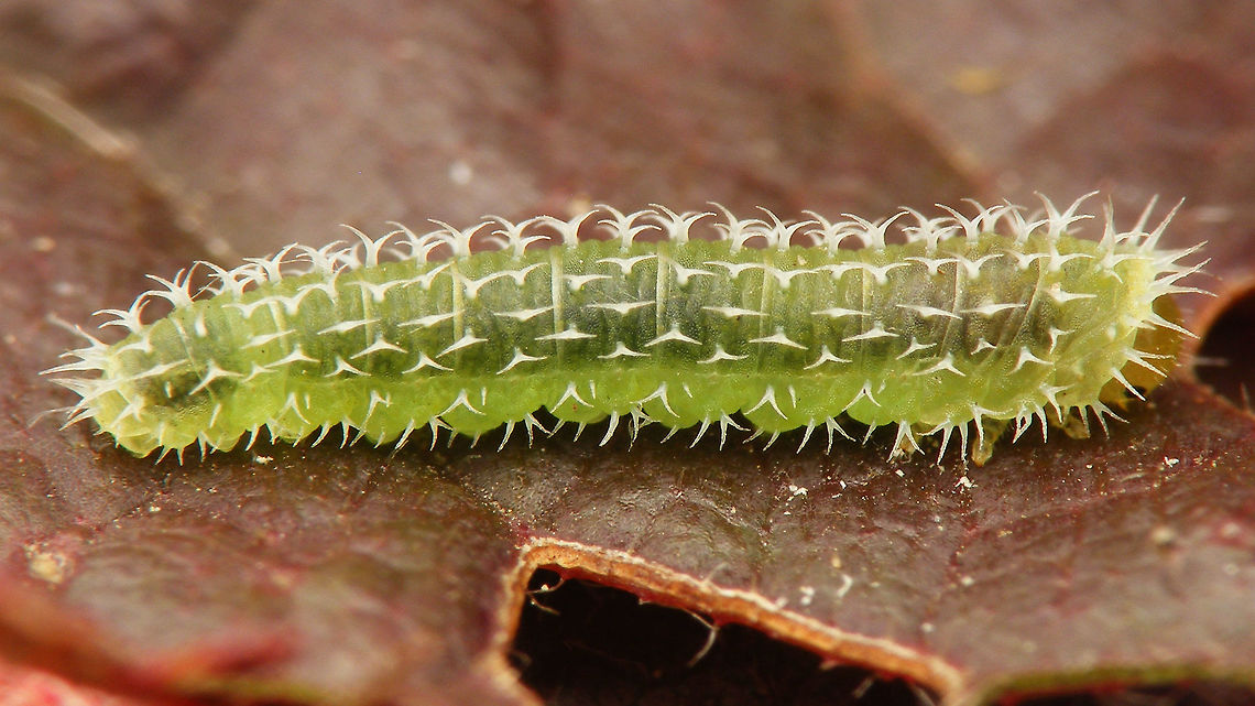 Pareophora pruni - larva ID based on extensive analysis of spine morphology, larva was not successfully raised to imago<br />
Different view on same larva here:<br />
<figure class="photo"><a href="https://www.jungledragon.com/image/61249/pareophora_pruni_-_climbing.html" title="Pareophora pruni - climbing"><img src="https://s3.amazonaws.com/media.jungledragon.com/images/3043/61249_thumb.jpg?AWSAccessKeyId=05GMT0V3GWVNE7GGM1R2&Expires=1759968010&Signature=2C1NYntHNyDXLfsK0JzDQUaahwg%3D" width="200" height="114" alt="Pareophora pruni - climbing ID based on extensive analysis of spine morphology, larva was not successfully raised to imago<br />
Different view on same larva here:<br />
https://www.jungledragon.com/image/61250/pareophora_pruni.html Hymenoptera,Larvae,Pareophora,Pareophora pruni,Symphyta,Tenthredinidae,sawfly larvae" /></a></figure> Hymenoptera,Larvae,Pareophora,Pareophora pruni,Symphyta,Tenthredinidae,sawfly larvae