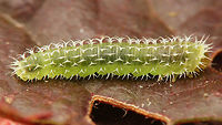 Pareophora pruni - larva ID based on extensive analysis of spine morphology, larva was not successfully raised to imago<br />
Different view on same larva here:<br />
https://www.jungledragon.com/image/61249/pareophora_pruni_climbing.html Hymenoptera,Larvae,Pareophora,Pareophora pruni,Symphyta,Tenthredinidae,sawfly larvae