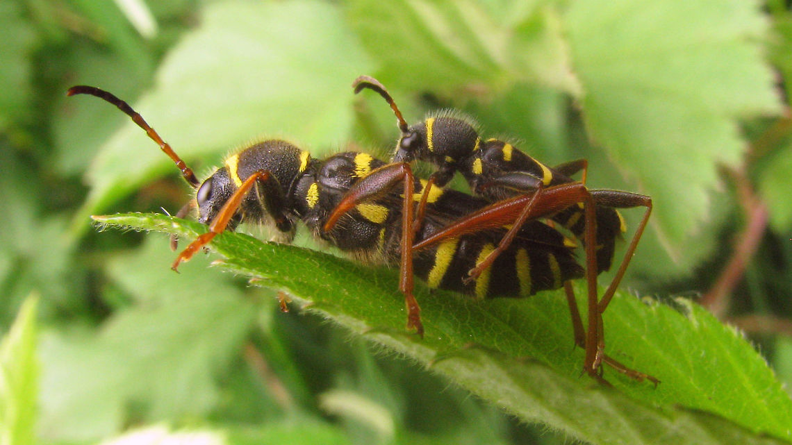 Clytus arietis - copula Old shot (2009) of Clytus arietis in copula, mostly to demonstrate variability in size (in some other forum) Cerambycidae,Clytus,Clytus arietis,Coleoptera,Wasp beetle