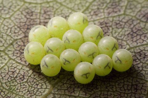Palomena prasina eggs day before hatching Series of early development in Palomena prasina nymphs.
Quick and dirty selection of some images to explain a little with this image by englishindiangirl:
https://www.jungledragon.com/image/61784/green_shieldbug_eggs_part_2.html
A few days before hatching the eyes and other structures become visible inside the eggs:
https://www.jungledragon.com/image/61786/palomena_prasina_eggs_day_before_hatching.html
When hatching the Palomena kids come out pale greenish:
https://www.jungledragon.com/image/61787/palomena_prasina_hatching.html
After an hour they already have more colour:
https://www.jungledragon.com/image/61788/palomena_prasina_hatched_1hr.html
7 hours later all have hatched and colour is already beginning to change to yellowish hues:
https://www.jungledragon.com/image/61789/palomena_prasina_hatched_7hrs.html
Soon the nymphs will wander off and leave the empty shells behind:
https://www.jungledragon.com/image/61791/palomena_prasina_empty_egg_shells.html
After a few days they become darker reddish brown
https://www.jungledragon.com/image/61790/palomena_prasina_4days.html
After this, they will moult into a 2nd instar nymph, starting out pale green again ... Eggs,Green shield bug,Hemiptera,Heteroptera,Nymph,Palomena,Palomena prasina,Pentatomidae,nl: Groene schildwants
