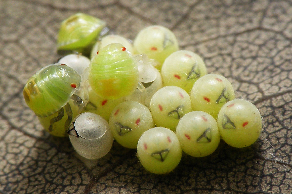 Palomena prasina hatching Part of a series of early development in Palomena prasina nymphs:<br />
<br />
A few days before hatching the eyes and other structures become visible inside the eggs:<br />
<figure class="photo"><a href="https://www.jungledragon.com/image/61786/palomena_prasina_eggs_day_before_hatching.html" title="Palomena prasina eggs day before hatching"><img src="https://s3.amazonaws.com/media.jungledragon.com/images/3043/61786_thumb.jpg?AWSAccessKeyId=05GMT0V3GWVNE7GGM1R2&Expires=1759968010&Signature=oiJmQJ2jOdUklhl32%2BnArwAgX%2FM%3D" width="200" height="134" alt="Palomena prasina eggs day before hatching Series of early development in Palomena prasina nymphs.<br />
Quick and dirty selection of some images to explain a little with this image by englishindiangirl:<br />
https://www.jungledragon.com/image/61784/green_shieldbug_eggs_part_2.html<br />
A few days before hatching the eyes and other structures become visible inside the eggs:<br />
https://www.jungledragon.com/image/61786/palomena_prasina_eggs_day_before_hatching.html<br />
When hatching the Palomena kids come out pale greenish:<br />
https://www.jungledragon.com/image/61787/palomena_prasina_hatching.html<br />
After an hour they already have more colour:<br />
https://www.jungledragon.com/image/61788/palomena_prasina_hatched_1hr.html<br />
7 hours later all have hatched and colour is already beginning to change to yellowish hues:<br />
https://www.jungledragon.com/image/61789/palomena_prasina_hatched_7hrs.html<br />
Soon the nymphs will wander off and leave the empty shells behind:<br />
https://www.jungledragon.com/image/61791/palomena_prasina_empty_egg_shells.html<br />
After a few days they become darker reddish brown<br />
https://www.jungledragon.com/image/61790/palomena_prasina_4days.html<br />
After this, they will moult into a 2nd instar nymph, starting out pale green again ... Eggs,Green shield bug,Hemiptera,Heteroptera,Nymph,Palomena,Palomena prasina,Pentatomidae,nl: Groene schildwants" /></a></figure><br />
When hatching the Palomena kids come out pale greenish:<br />
<figure class="photo"><a href="https://www.jungledragon.com/image/61787/palomena_prasina_hatching.html" title="Palomena prasina hatching"><img src="https://s3.amazonaws.com/media.jungledragon.com/images/3043/61787_thumb.jpg?AWSAccessKeyId=05GMT0V3GWVNE7GGM1R2&Expires=1759968010&Signature=G8BZlMXxvz7t5PefGmTaAePisAE%3D" width="200" height="134" alt="Palomena prasina hatching Part of a series of early development in Palomena prasina nymphs:<br />
<br />
A few days before hatching the eyes and other structures become visible inside the eggs:<br />
https://www.jungledragon.com/image/61786/palomena_prasina_eggs_day_before_hatching.html<br />
When hatching the Palomena kids come out pale greenish:<br />
https://www.jungledragon.com/image/61787/palomena_prasina_hatching.html<br />
After an hour they already have more colour:<br />
https://www.jungledragon.com/image/61788/palomena_prasina_hatched_1hr.html<br />
7 hours later all have hatched and colour is already beginning to change to yellowish hues:<br />
https://www.jungledragon.com/image/61789/palomena_prasina_hatched_7hrs.html<br />
Soon the nymphs will wander off and leave the empty shells behind:<br />
https://www.jungledragon.com/image/61791/palomena_prasina_empty_egg_shells.html<br />
After a few days they become darker reddish brown<br />
https://www.jungledragon.com/image/61790/palomena_prasina_4days.html<br />
After this, they will moult into a 2nd instar nymph, starting out pale green again ... Eggs,Green shield bug,Hatching,Hemiptera,Heteroptera,Nymph,Palomena,Palomena prasina,Pentatomidae,nl: Groene schildwants" /></a></figure><br />
After an hour they already have more colour:<br />
<figure class="photo"><a href="https://www.jungledragon.com/image/61788/palomena_prasina_hatched_1hr.html" title="Palomena prasina hatched 1hr"><img src="https://s3.amazonaws.com/media.jungledragon.com/images/3043/61788_thumb.jpg?AWSAccessKeyId=05GMT0V3GWVNE7GGM1R2&Expires=1759968010&Signature=0xElkpzlH95lcZK2cPttTbk5mnM%3D" width="200" height="150" alt="Palomena prasina hatched 1hr Part of a series of early development in Palomena prasina nymphs:<br />
<br />
A few days before hatching the eyes and other structures become visible inside the eggs:<br />
https://www.jungledragon.com/image/61786/palomena_prasina_eggs_day_before_hatching.html<br />
When hatching the Palomena kids come out pale greenish:<br />
https://www.jungledragon.com/image/61787/palomena_prasina_hatching.html<br />
After an hour they already have more colour:<br />
https://www.jungledragon.com/image/61788/palomena_prasina_hatched_1hr.html<br />
7 hours later all have hatched and colour is already beginning to change to yellowish hues:<br />
https://www.jungledragon.com/image/61789/palomena_prasina_hatched_7hrs.html<br />
Soon the nymphs will wander off and leave the empty shells behind:<br />
https://www.jungledragon.com/image/61791/palomena_prasina_empty_egg_shells.html<br />
After a few days they become darker reddish brown<br />
https://www.jungledragon.com/image/61790/palomena_prasina_4days.html<br />
After this, they will moult into a 2nd instar nymph, starting out pale green again ... Eggs,Green shield bug,Hemiptera,Heteroptera,Nymph,Palomena,Palomena prasina,Pentatomidae,nl: Groene schildwants" /></a></figure><br />
7 hours later all have hatched and colour is already beginning to change to yellowish hues:<br />
<figure class="photo"><a href="https://www.jungledragon.com/image/61789/palomena_prasina_hatched_7hrs.html" title="Palomena prasina hatched 7hrs"><img src="https://s3.amazonaws.com/media.jungledragon.com/images/3043/61789_thumb.jpg?AWSAccessKeyId=05GMT0V3GWVNE7GGM1R2&Expires=1759968010&Signature=QXvwEaIUIEME55PSi6rAn6xLjEE%3D" width="200" height="150" alt="Palomena prasina hatched 7hrs Part of a series of early development in Palomena prasina nymphs:<br />
<br />
A few days before hatching the eyes and other structures become visible inside the eggs:<br />
https://www.jungledragon.com/image/61786/palomena_prasina_eggs_day_before_hatching.html<br />
When hatching the Palomena kids come out pale greenish:<br />
https://www.jungledragon.com/image/61787/palomena_prasina_hatching.html<br />
After an hour they already have more colour:<br />
https://www.jungledragon.com/image/61788/palomena_prasina_hatched_1hr.html<br />
7 hours later all have hatched and colour is already beginning to change to yellowish hues:<br />
https://www.jungledragon.com/image/61789/palomena_prasina_hatched_7hrs.html<br />
Soon the nymphs will wander off and leave the empty shells behind:<br />
https://www.jungledragon.com/image/61791/palomena_prasina_empty_egg_shells.html<br />
After a few days they become darker reddish brown<br />
https://www.jungledragon.com/image/61790/palomena_prasina_4days.html<br />
After this, they will moult into a 2nd instar nymph, starting out pale green again ... Eggs,Green shield bug,Hemiptera,Heteroptera,Nymph,Palomena,Palomena prasina,Pentatomidae,nl: Groene schildwants" /></a></figure><br />
Soon the nymphs will wander off and leave the empty shells behind:<br />
<figure class="photo"><a href="https://www.jungledragon.com/image/61791/palomena_prasina_empty_egg_shells.html" title="Palomena prasina empty egg shells"><img src="https://s3.amazonaws.com/media.jungledragon.com/images/3043/61791_thumb.jpg?AWSAccessKeyId=05GMT0V3GWVNE7GGM1R2&Expires=1759968010&Signature=NDuQkWpyk%2F0aWDgoB82nuJKHtnE%3D" width="200" height="134" alt="Palomena prasina empty egg shells Part of a series of early development in Palomena prasina nymphs:<br />
<br />
A few days before hatching the eyes and other structures become visible inside the eggs:<br />
https://www.jungledragon.com/image/61786/palomena_prasina_eggs_day_before_hatching.html<br />
When hatching the Palomena kids come out pale greenish:<br />
https://www.jungledragon.com/image/61787/palomena_prasina_hatching.html<br />
After an hour they already have more colour:<br />
https://www.jungledragon.com/image/61788/palomena_prasina_hatched_1hr.html<br />
7 hours later all have hatched and colour is already beginning to change to yellowish hues:<br />
https://www.jungledragon.com/image/61789/palomena_prasina_hatched_7hrs.html<br />
Soon the nymphs will wander off and leave the empty shells behind:<br />
https://www.jungledragon.com/image/61791/palomena_prasina_empty_egg_shells.html<br />
After a few days they become darker reddish brown<br />
https://www.jungledragon.com/image/61790/palomena_prasina_4days.html<br />
After this, they will moult into a 2nd instar nymph, starting out pale green again ... Eggs,Green shield bug,Hemiptera,Heteroptera,Palomena,Palomena prasina,Pentatomidae,nl: Groene schildwants" /></a></figure><br />
After a few days they become darker reddish brown<br />
<figure class="photo"><a href="https://www.jungledragon.com/image/61790/palomena_prasina_4days.html" title="Palomena prasina 4days"><img src="https://s3.amazonaws.com/media.jungledragon.com/images/3043/61790_thumb.jpg?AWSAccessKeyId=05GMT0V3GWVNE7GGM1R2&Expires=1759968010&Signature=VacdMhGv4oaO3UkOQrDlogTLfR8%3D" width="200" height="150" alt="Palomena prasina 4days Part of a series of early development in Palomena prasina nymphs:<br />
<br />
A few days before hatching the eyes and other structures become visible inside the eggs:<br />
https://www.jungledragon.com/image/61786/palomena_prasina_eggs_day_before_hatching.html<br />
When hatching the Palomena kids come out pale greenish:<br />
https://www.jungledragon.com/image/61787/palomena_prasina_hatching.html<br />
After an hour they already have more colour:<br />
https://www.jungledragon.com/image/61788/palomena_prasina_hatched_1hr.html<br />
7 hours later all have hatched and colour is already beginning to change to yellowish hues:<br />
https://www.jungledragon.com/image/61789/palomena_prasina_hatched_7hrs.html<br />
Soon the nymphs will wander off and leave the empty shells behind:<br />
https://www.jungledragon.com/image/61791/palomena_prasina_empty_egg_shells.html<br />
After a few days they become darker reddish brown<br />
https://www.jungledragon.com/image/61790/palomena_prasina_4days.html<br />
After this, they will moult into a 2nd instar nymph, starting out pale green again ... Green shield bug,Hemiptera,Heteroptera,Nymph,Palomena,Palomena prasina,Pentatomidae,nl: Groene schildwants" /></a></figure><br />
After this, they will moult into a 2nd instar nymph, starting out pale green again ... Eggs,Green shield bug,Hatching,Hemiptera,Heteroptera,Nymph,Palomena,Palomena prasina,Pentatomidae,nl: Groene schildwants