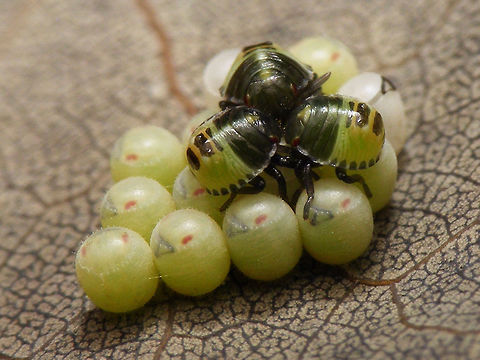 Palomena prasina hatched 1hr Part of a series of early development in Palomena prasina nymphs:

A few days before hatching the eyes and other structures become visible inside the eggs:
https://www.jungledragon.com/image/61786/palomena_prasina_eggs_day_before_hatching.html
When hatching the Palomena kids come out pale greenish:
https://www.jungledragon.com/image/61787/palomena_prasina_hatching.html
After an hour they already have more colour:
https://www.jungledragon.com/image/61788/palomena_prasina_hatched_1hr.html
7 hours later all have hatched and colour is already beginning to change to yellowish hues:
https://www.jungledragon.com/image/61789/palomena_prasina_hatched_7hrs.html
Soon the nymphs will wander off and leave the empty shells behind:
https://www.jungledragon.com/image/61791/palomena_prasina_empty_egg_shells.html
After a few days they become darker reddish brown
https://www.jungledragon.com/image/61790/palomena_prasina_4days.html
After this, they will moult into a 2nd instar nymph, starting out pale green again ... Eggs,Green shield bug,Hemiptera,Heteroptera,Nymph,Palomena,Palomena prasina,Pentatomidae,nl: Groene schildwants
