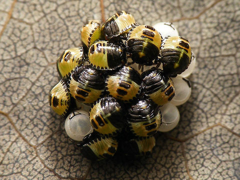Palomena prasina hatched 7hrs Part of a series of early development in Palomena prasina nymphs:

A few days before hatching the eyes and other structures become visible inside the eggs:
https://www.jungledragon.com/image/61786/palomena_prasina_eggs_day_before_hatching.html
When hatching the Palomena kids come out pale greenish:
https://www.jungledragon.com/image/61787/palomena_prasina_hatching.html
After an hour they already have more colour:
https://www.jungledragon.com/image/61788/palomena_prasina_hatched_1hr.html
7 hours later all have hatched and colour is already beginning to change to yellowish hues:
https://www.jungledragon.com/image/61789/palomena_prasina_hatched_7hrs.html
Soon the nymphs will wander off and leave the empty shells behind:
https://www.jungledragon.com/image/61791/palomena_prasina_empty_egg_shells.html
After a few days they become darker reddish brown
https://www.jungledragon.com/image/61790/palomena_prasina_4days.html
After this, they will moult into a 2nd instar nymph, starting out pale green again ... Eggs,Green shield bug,Hemiptera,Heteroptera,Nymph,Palomena,Palomena prasina,Pentatomidae,nl: Groene schildwants