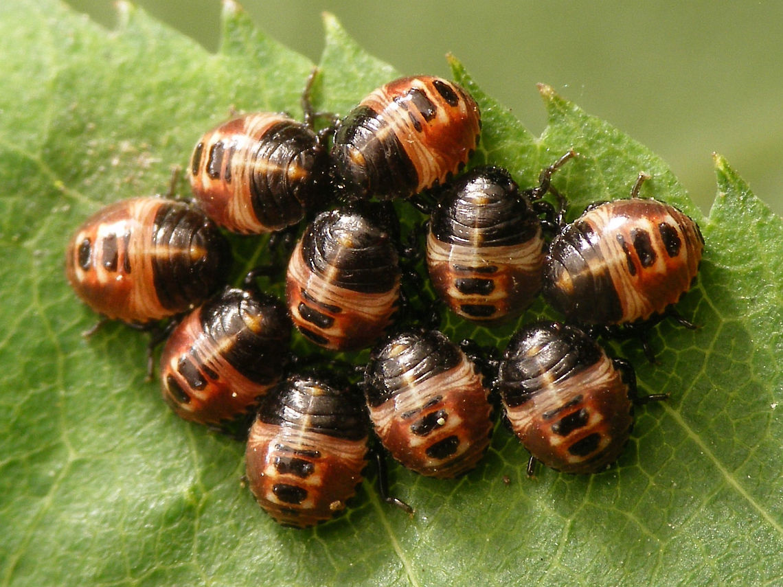 Palomena prasina 4days Part of a series of early development in Palomena prasina nymphs:<br />
<br />
A few days before hatching the eyes and other structures become visible inside the eggs:<br />
<figure class="photo"><a href="https://www.jungledragon.com/image/61786/palomena_prasina_eggs_day_before_hatching.html" title="Palomena prasina eggs day before hatching"><img src="https://s3.amazonaws.com/media.jungledragon.com/images/3043/61786_thumb.jpg?AWSAccessKeyId=05GMT0V3GWVNE7GGM1R2&Expires=1763596810&Signature=YHSTM55Z8JZVDdwoeLoqXEpZT48%3D" width="200" height="134" alt="Palomena prasina eggs day before hatching Series of early development in Palomena prasina nymphs.<br />
Quick and dirty selection of some images to explain a little with this image by englishindiangirl:<br />
https://www.jungledragon.com/image/61784/green_shieldbug_eggs_part_2.html<br />
A few days before hatching the eyes and other structures become visible inside the eggs:<br />
https://www.jungledragon.com/image/61786/palomena_prasina_eggs_day_before_hatching.html<br />
When hatching the Palomena kids come out pale greenish:<br />
https://www.jungledragon.com/image/61787/palomena_prasina_hatching.html<br />
After an hour they already have more colour:<br />
https://www.jungledragon.com/image/61788/palomena_prasina_hatched_1hr.html<br />
7 hours later all have hatched and colour is already beginning to change to yellowish hues:<br />
https://www.jungledragon.com/image/61789/palomena_prasina_hatched_7hrs.html<br />
Soon the nymphs will wander off and leave the empty shells behind:<br />
https://www.jungledragon.com/image/61791/palomena_prasina_empty_egg_shells.html<br />
After a few days they become darker reddish brown<br />
https://www.jungledragon.com/image/61790/palomena_prasina_4days.html<br />
After this, they will moult into a 2nd instar nymph, starting out pale green again ... Eggs,Green shield bug,Hemiptera,Heteroptera,Nymph,Palomena,Palomena prasina,Pentatomidae,nl: Groene schildwants" /></a></figure><br />
When hatching the Palomena kids come out pale greenish:<br />
<figure class="photo"><a href="https://www.jungledragon.com/image/61787/palomena_prasina_hatching.html" title="Palomena prasina hatching"><img src="https://s3.amazonaws.com/media.jungledragon.com/images/3043/61787_thumb.jpg?AWSAccessKeyId=05GMT0V3GWVNE7GGM1R2&Expires=1763596810&Signature=XJXHutS%2FEhRulALQzAc52tIT7Ig%3D" width="200" height="134" alt="Palomena prasina hatching Part of a series of early development in Palomena prasina nymphs:<br />
<br />
A few days before hatching the eyes and other structures become visible inside the eggs:<br />
https://www.jungledragon.com/image/61786/palomena_prasina_eggs_day_before_hatching.html<br />
When hatching the Palomena kids come out pale greenish:<br />
https://www.jungledragon.com/image/61787/palomena_prasina_hatching.html<br />
After an hour they already have more colour:<br />
https://www.jungledragon.com/image/61788/palomena_prasina_hatched_1hr.html<br />
7 hours later all have hatched and colour is already beginning to change to yellowish hues:<br />
https://www.jungledragon.com/image/61789/palomena_prasina_hatched_7hrs.html<br />
Soon the nymphs will wander off and leave the empty shells behind:<br />
https://www.jungledragon.com/image/61791/palomena_prasina_empty_egg_shells.html<br />
After a few days they become darker reddish brown<br />
https://www.jungledragon.com/image/61790/palomena_prasina_4days.html<br />
After this, they will moult into a 2nd instar nymph, starting out pale green again ... Eggs,Green shield bug,Hatching,Hemiptera,Heteroptera,Nymph,Palomena,Palomena prasina,Pentatomidae,nl: Groene schildwants" /></a></figure><br />
After an hour they already have more colour:<br />
<figure class="photo"><a href="https://www.jungledragon.com/image/61788/palomena_prasina_hatched_1hr.html" title="Palomena prasina hatched 1hr"><img src="https://s3.amazonaws.com/media.jungledragon.com/images/3043/61788_thumb.jpg?AWSAccessKeyId=05GMT0V3GWVNE7GGM1R2&Expires=1763596810&Signature=5TEKu%2FwAQ2htKCutgiN1djt5nHI%3D" width="200" height="150" alt="Palomena prasina hatched 1hr Part of a series of early development in Palomena prasina nymphs:<br />
<br />
A few days before hatching the eyes and other structures become visible inside the eggs:<br />
https://www.jungledragon.com/image/61786/palomena_prasina_eggs_day_before_hatching.html<br />
When hatching the Palomena kids come out pale greenish:<br />
https://www.jungledragon.com/image/61787/palomena_prasina_hatching.html<br />
After an hour they already have more colour:<br />
https://www.jungledragon.com/image/61788/palomena_prasina_hatched_1hr.html<br />
7 hours later all have hatched and colour is already beginning to change to yellowish hues:<br />
https://www.jungledragon.com/image/61789/palomena_prasina_hatched_7hrs.html<br />
Soon the nymphs will wander off and leave the empty shells behind:<br />
https://www.jungledragon.com/image/61791/palomena_prasina_empty_egg_shells.html<br />
After a few days they become darker reddish brown<br />
https://www.jungledragon.com/image/61790/palomena_prasina_4days.html<br />
After this, they will moult into a 2nd instar nymph, starting out pale green again ... Eggs,Green shield bug,Hemiptera,Heteroptera,Nymph,Palomena,Palomena prasina,Pentatomidae,nl: Groene schildwants" /></a></figure><br />
7 hours later all have hatched and colour is already beginning to change to yellowish hues:<br />
<figure class="photo"><a href="https://www.jungledragon.com/image/61789/palomena_prasina_hatched_7hrs.html" title="Palomena prasina hatched 7hrs"><img src="https://s3.amazonaws.com/media.jungledragon.com/images/3043/61789_thumb.jpg?AWSAccessKeyId=05GMT0V3GWVNE7GGM1R2&Expires=1763596810&Signature=5qzBIsljKMaxN9WujX7PnqKgNcw%3D" width="200" height="150" alt="Palomena prasina hatched 7hrs Part of a series of early development in Palomena prasina nymphs:<br />
<br />
A few days before hatching the eyes and other structures become visible inside the eggs:<br />
https://www.jungledragon.com/image/61786/palomena_prasina_eggs_day_before_hatching.html<br />
When hatching the Palomena kids come out pale greenish:<br />
https://www.jungledragon.com/image/61787/palomena_prasina_hatching.html<br />
After an hour they already have more colour:<br />
https://www.jungledragon.com/image/61788/palomena_prasina_hatched_1hr.html<br />
7 hours later all have hatched and colour is already beginning to change to yellowish hues:<br />
https://www.jungledragon.com/image/61789/palomena_prasina_hatched_7hrs.html<br />
Soon the nymphs will wander off and leave the empty shells behind:<br />
https://www.jungledragon.com/image/61791/palomena_prasina_empty_egg_shells.html<br />
After a few days they become darker reddish brown<br />
https://www.jungledragon.com/image/61790/palomena_prasina_4days.html<br />
After this, they will moult into a 2nd instar nymph, starting out pale green again ... Eggs,Green shield bug,Hemiptera,Heteroptera,Nymph,Palomena,Palomena prasina,Pentatomidae,nl: Groene schildwants" /></a></figure><br />
Soon the nymphs will wander off and leave the empty shells behind:<br />
<figure class="photo"><a href="https://www.jungledragon.com/image/61791/palomena_prasina_empty_egg_shells.html" title="Palomena prasina empty egg shells"><img src="https://s3.amazonaws.com/media.jungledragon.com/images/3043/61791_thumb.jpg?AWSAccessKeyId=05GMT0V3GWVNE7GGM1R2&Expires=1763596810&Signature=LWHvq5njPq%2BgUAAZyEEHYI%2BVqLw%3D" width="200" height="134" alt="Palomena prasina empty egg shells Part of a series of early development in Palomena prasina nymphs:<br />
<br />
A few days before hatching the eyes and other structures become visible inside the eggs:<br />
https://www.jungledragon.com/image/61786/palomena_prasina_eggs_day_before_hatching.html<br />
When hatching the Palomena kids come out pale greenish:<br />
https://www.jungledragon.com/image/61787/palomena_prasina_hatching.html<br />
After an hour they already have more colour:<br />
https://www.jungledragon.com/image/61788/palomena_prasina_hatched_1hr.html<br />
7 hours later all have hatched and colour is already beginning to change to yellowish hues:<br />
https://www.jungledragon.com/image/61789/palomena_prasina_hatched_7hrs.html<br />
Soon the nymphs will wander off and leave the empty shells behind:<br />
https://www.jungledragon.com/image/61791/palomena_prasina_empty_egg_shells.html<br />
After a few days they become darker reddish brown<br />
https://www.jungledragon.com/image/61790/palomena_prasina_4days.html<br />
After this, they will moult into a 2nd instar nymph, starting out pale green again ... Eggs,Green shield bug,Hemiptera,Heteroptera,Palomena,Palomena prasina,Pentatomidae,nl: Groene schildwants" /></a></figure><br />
After a few days they become darker reddish brown<br />
<figure class="photo"><a href="https://www.jungledragon.com/image/61790/palomena_prasina_4days.html" title="Palomena prasina 4days"><img src="https://s3.amazonaws.com/media.jungledragon.com/images/3043/61790_thumb.jpg?AWSAccessKeyId=05GMT0V3GWVNE7GGM1R2&Expires=1763596810&Signature=ykGGxYZjlIuol2mPkgoyH1sy7p0%3D" width="200" height="150" alt="Palomena prasina 4days Part of a series of early development in Palomena prasina nymphs:<br />
<br />
A few days before hatching the eyes and other structures become visible inside the eggs:<br />
https://www.jungledragon.com/image/61786/palomena_prasina_eggs_day_before_hatching.html<br />
When hatching the Palomena kids come out pale greenish:<br />
https://www.jungledragon.com/image/61787/palomena_prasina_hatching.html<br />
After an hour they already have more colour:<br />
https://www.jungledragon.com/image/61788/palomena_prasina_hatched_1hr.html<br />
7 hours later all have hatched and colour is already beginning to change to yellowish hues:<br />
https://www.jungledragon.com/image/61789/palomena_prasina_hatched_7hrs.html<br />
Soon the nymphs will wander off and leave the empty shells behind:<br />
https://www.jungledragon.com/image/61791/palomena_prasina_empty_egg_shells.html<br />
After a few days they become darker reddish brown<br />
https://www.jungledragon.com/image/61790/palomena_prasina_4days.html<br />
After this, they will moult into a 2nd instar nymph, starting out pale green again ... Green shield bug,Hemiptera,Heteroptera,Nymph,Palomena,Palomena prasina,Pentatomidae,nl: Groene schildwants" /></a></figure><br />
After this, they will moult into a 2nd instar nymph, starting out pale green again ... Green shield bug,Hemiptera,Heteroptera,Nymph,Palomena,Palomena prasina,Pentatomidae,nl: Groene schildwants