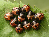 Palomena prasina 4days Part of a series of early development in Palomena prasina nymphs:<br />
<br />
A few days before hatching the eyes and other structures become visible inside the eggs:<br />
https://www.jungledragon.com/image/61786/palomena_prasina_eggs_day_before_hatching.html<br />
When hatching the Palomena kids come out pale greenish:<br />
https://www.jungledragon.com/image/61787/palomena_prasina_hatching.html<br />
After an hour they already have more colour:<br />
https://www.jungledragon.com/image/61788/palomena_prasina_hatched_1hr.html<br />
7 hours later all have hatched and colour is already beginning to change to yellowish hues:<br />
https://www.jungledragon.com/image/61789/palomena_prasina_hatched_7hrs.html<br />
Soon the nymphs will wander off and leave the empty shells behind:<br />
https://www.jungledragon.com/image/61791/palomena_prasina_empty_egg_shells.html<br />
After a few days they become darker reddish brown<br />
https://www.jungledragon.com/image/61790/palomena_prasina_4days.html<br />
After this, they will moult into a 2nd instar nymph, starting out pale green again ... Green shield bug,Hemiptera,Heteroptera,Nymph,Palomena,Palomena prasina,Pentatomidae,nl: Groene schildwants