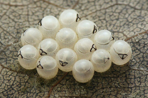 Palomena prasina empty egg shells Part of a series of early development in Palomena prasina nymphs:

A few days before hatching the eyes and other structures become visible inside the eggs:
https://www.jungledragon.com/image/61786/palomena_prasina_eggs_day_before_hatching.html
When hatching the Palomena kids come out pale greenish:
https://www.jungledragon.com/image/61787/palomena_prasina_hatching.html
After an hour they already have more colour:
https://www.jungledragon.com/image/61788/palomena_prasina_hatched_1hr.html
7 hours later all have hatched and colour is already beginning to change to yellowish hues:
https://www.jungledragon.com/image/61789/palomena_prasina_hatched_7hrs.html
Soon the nymphs will wander off and leave the empty shells behind:
https://www.jungledragon.com/image/61791/palomena_prasina_empty_egg_shells.html
After a few days they become darker reddish brown
https://www.jungledragon.com/image/61790/palomena_prasina_4days.html
After this, they will moult into a 2nd instar nymph, starting out pale green again ... Eggs,Green shield bug,Hemiptera,Heteroptera,Palomena,Palomena prasina,Pentatomidae,nl: Groene schildwants