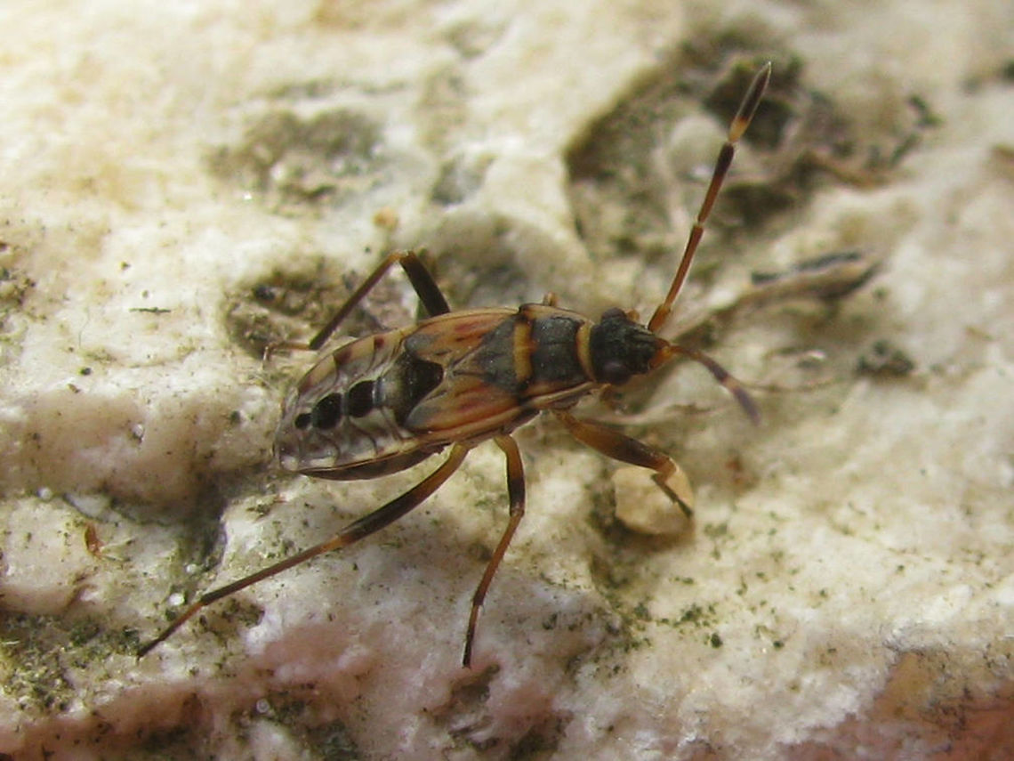 Beosus maritimus L5 Beosus maritimus, last stadium nymph Beosus,Beosus maritimus,Heteroptera,Lygaeidae,Lygaeoidea,Nymph,Rhyparochromidae,Rhyparochrominae,nl: Bonte zandrookwants