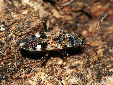 Beosus maritimus Mother of the nymphs in these images:
https://www.jungledragon.com/image/61801/beosus_maritimus_l1_collage_hd.html
https://www.jungledragon.com/image/61802/beosus_maritimus_l1_late.html Beosus,Beosus maritimus,Heteroptera,Lygaeidae,Lygaeoidea,Rhyparochromidae,Rhyparochrominae,nl: Bonte zandrookwants