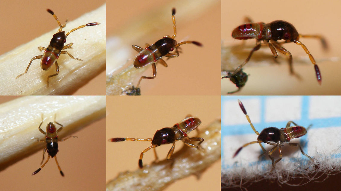 Beosus maritimus L1 collage Beosus maritimus, first stadium nymph shortly after hatching (note the size of ~1mm)<br />
Here one from te same batch a few days later:<br />
<figure class="photo"><a href="https://www.jungledragon.com/image/61802/beosus_maritimus_l1_late.html" title="Beosus maritimus L1 late"><img src="https://s3.amazonaws.com/media.jungledragon.com/images/3043/61802_thumb.jpg?AWSAccessKeyId=05GMT0V3GWVNE7GGM1R2&Expires=1769040010&Signature=Gr55nd5CEE4RRhEf05NyYFRhPxs%3D" width="200" height="150" alt="Beosus maritimus L1 late Beosus maritimus, first stadium nymph towards end of first stadium<br />
Here some from the same batch but shortly after hatching:<br />
https://www.jungledragon.com/image/61801/beosus_maritimus_l1_collage_hd.html Beosus,Beosus maritimus,Heteroptera,Lygaeidae,Lygaeoidea,Nymph,Rhyparochromidae,Rhyparochrominae,nl: Bonte zandrookwants" /></a></figure> Beosus,Beosus maritimus,Heteroptera,Lygaeidae,Lygaeoidea,Nymph,Rhyparochromidae,Rhyparochrominae,nl: Bonte zandrookwants