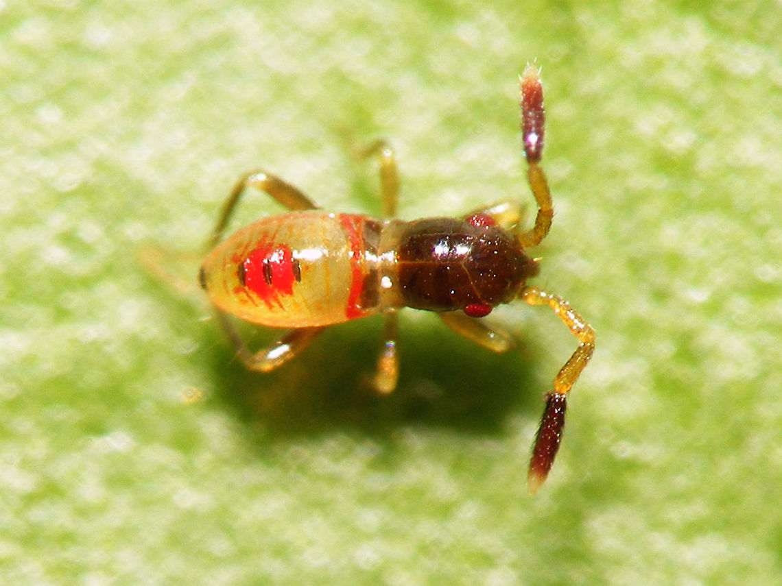 Beosus maritimus L1 late Beosus maritimus, first stadium nymph towards end of first stadium<br />
Here some from the same batch but shortly after hatching:<br />
<figure class="photo"><a href="https://www.jungledragon.com/image/61801/beosus_maritimus_l1_collage.html" title="Beosus maritimus L1 collage"><img src="https://s3.amazonaws.com/media.jungledragon.com/images/3043/61801_thumb.jpg?AWSAccessKeyId=05GMT0V3GWVNE7GGM1R2&Expires=1769040010&Signature=oe5KQPXTPMUmdGqp0O95jAu%2FWHM%3D" width="200" height="114" alt="Beosus maritimus L1 collage Beosus maritimus, first stadium nymph shortly after hatching (note the size of ~1mm)<br />
Here one from te same batch a few days later:<br />
https://www.jungledragon.com/image/61802/beosus_maritimus_l1_late.html Beosus,Beosus maritimus,Heteroptera,Lygaeidae,Lygaeoidea,Nymph,Rhyparochromidae,Rhyparochrominae,nl: Bonte zandrookwants" /></a></figure> Beosus,Beosus maritimus,Heteroptera,Lygaeidae,Lygaeoidea,Nymph,Rhyparochromidae,Rhyparochrominae,nl: Bonte zandrookwants