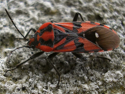Spilostethus pandurus  Hemiptera,Heteroptera,Lygaeidae,Spilostethus,Spilostethus pandurus,nl: Pandoerridderwants